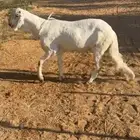 خروف ساكني ابيض جذع