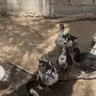بط مصري