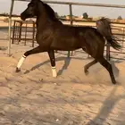 مهره واهو جمال للبيع