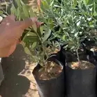 للبيع شتل زيتون نيبالي محسن