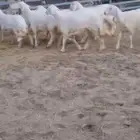 غنم