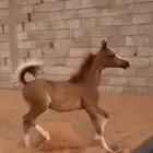 مهر واهو ( جمال )