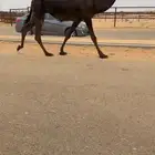 جذعه مبيوع حاشيها كفو