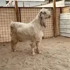 تيوس صفر خصم