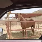 خيل للبيع