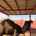 للبيع قعود جذع