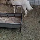 طلي حري للبيع مقفل شحم