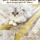قطط لتبني