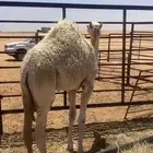 حاشيء عمره 6 شهور بري بري لباني