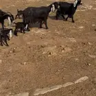 ماعز 4معها8 روم الديوس سلم اسننها اسداس