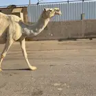 للبيع لقحه ملاقي كفو الكفو