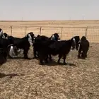 للبيع معزا عوارض