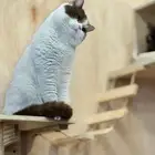 فرانسو في The 4 Paws فندقة تزاوج يتوفر دفع تمارا