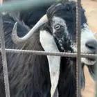 تيس عارضي فحل رباع كفو