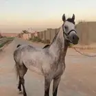 حصان شعبي شيخ