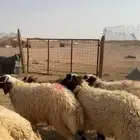طليان جذعان نعيم فل شحم العدد 7 الموقع شرق الرياض