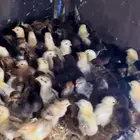 صوص بلدي عربي