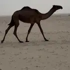 صفرا حقه