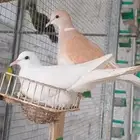 محمية طيور