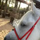 حصان شعبي