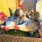 بيض دجاج فيومي الموقع طبرجل سعر الطبق 30