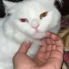 قطط
