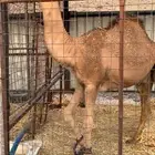 للبيع قعود مشروع فحل