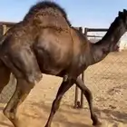 قعود كفو فل الفل مغلق للبيع