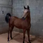 مهره شعبيه شيخه