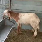 حروف ذبيحه عمره 4 شهور وفوق