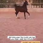 مهرة سوبر