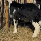 مشروع فحل صنف
