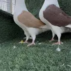 جوز مكتف فاخر