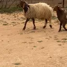 نعيمية