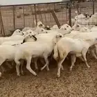 20رخال رفيديات جذعات