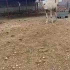 للبيع نياق ساحليات