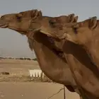 ابل سواحل حمر دهم (3)