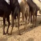 قعدان وبكار فل مشاء الله كفو للبيع التواصل اتصال