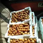 تمر روثانه