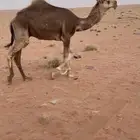 قعود للبيع او بدل