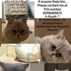 قط مفقود في الرياض