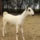 جفرة بيشية
