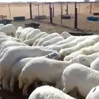 خرفان للبيع