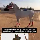 يابلاش فرس للقاح