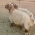 للبيع نعيم خرفان العدد 2 العمر 7اشهور