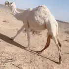 للبيع الناقه الوضحاء الطيبه سنها شاق حايل حول سليمه