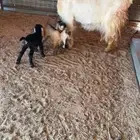 للبيع عنز خلفه