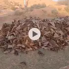 كرب نخيل مقابل المطلوب سماد بقري او دواجن