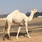 للبيع بكره لقيه جدها مشاكل ابو عجاريد