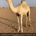 قعود فحل كفو